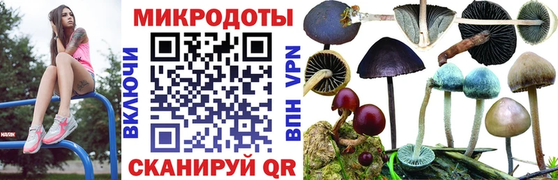 Псилоцибиновые грибы Cubensis  Беломорск 